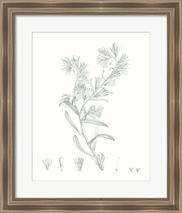 Framed Botanical Study in Sage II Print