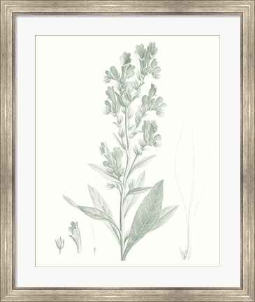 Framed Botanical Study in Sage III Print