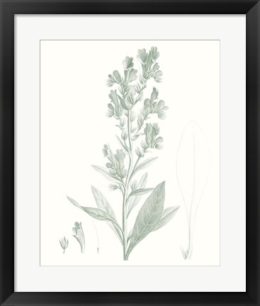 Framed Botanical Study in Sage III Print