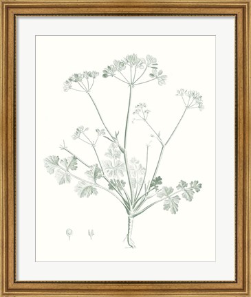 Framed Botanical Study in Sage IV Print