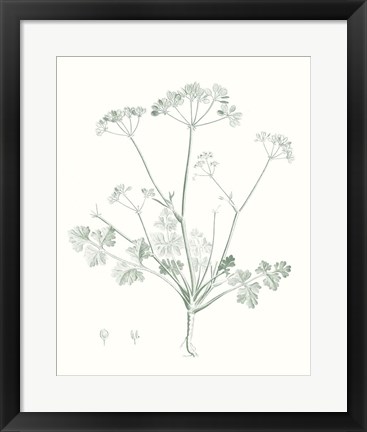 Framed Botanical Study in Sage IV Print