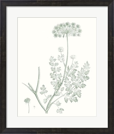 Framed Botanical Study in Sage V Print