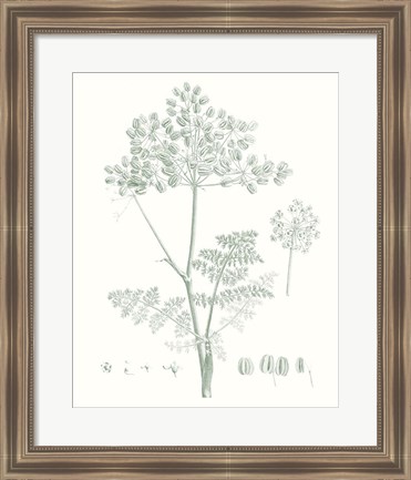 Framed Botanical Study in Sage VI Print