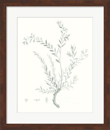 Framed Botanical Study in Sage VII Print