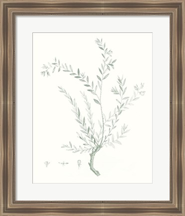 Framed Botanical Study in Sage VII Print