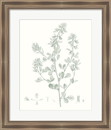 Framed Botanical Study in Sage VIII Print