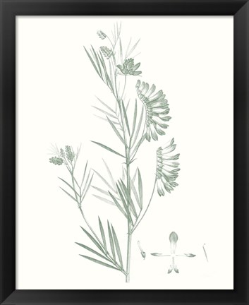 Framed Botanical Study in Sage IX Print