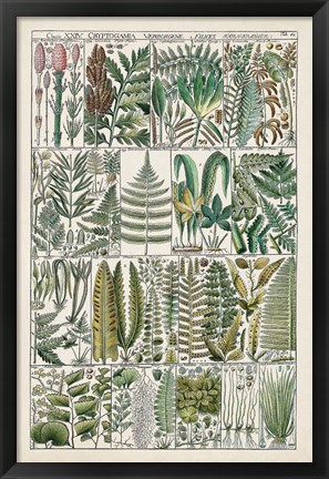 Framed Fern Chart Print