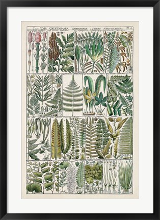 Framed Fern Chart Print