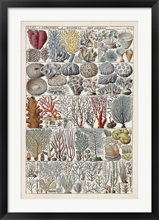 Framed Coral Chart Print