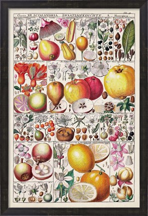 Framed Fruit Chart Print