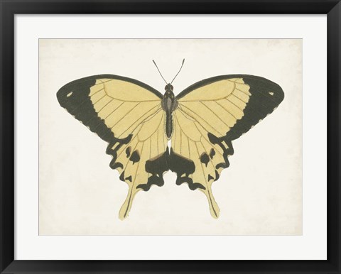 Framed Beautiful Butterfly I Print