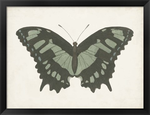 Framed Beautiful Butterfly II Print