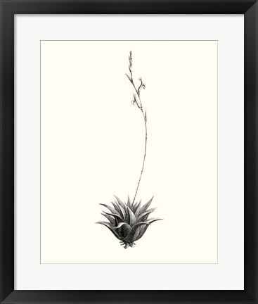 Framed Graphic Succulents VI Print