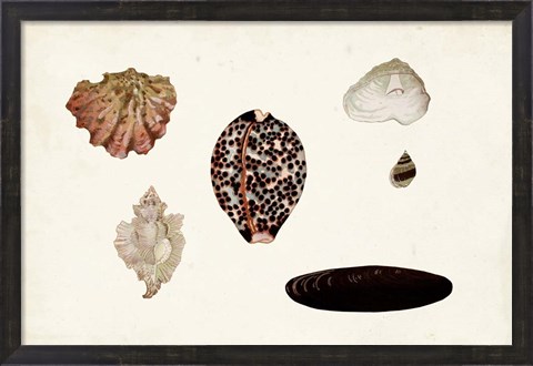 Framed Antique Shell Anthology IX Print