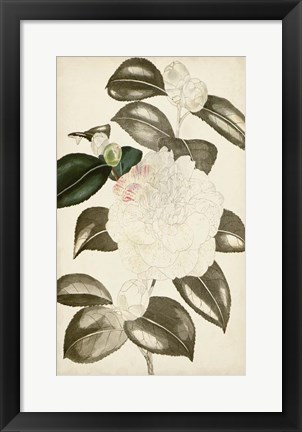 Framed Silvery Botanicals II Print