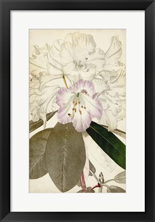 Framed Silvery Botanicals IV Print