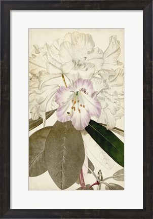 Framed Silvery Botanicals IV Print