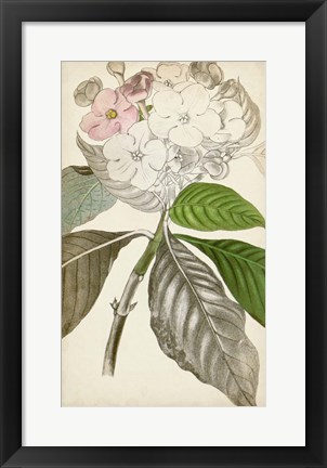 Framed Silvery Botanicals V Print