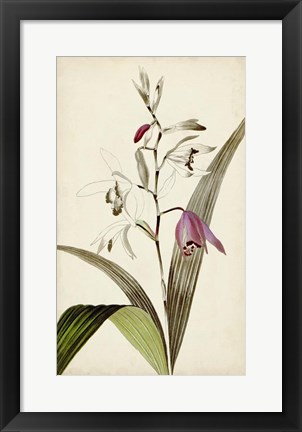 Framed Silvery Botanicals XI Print