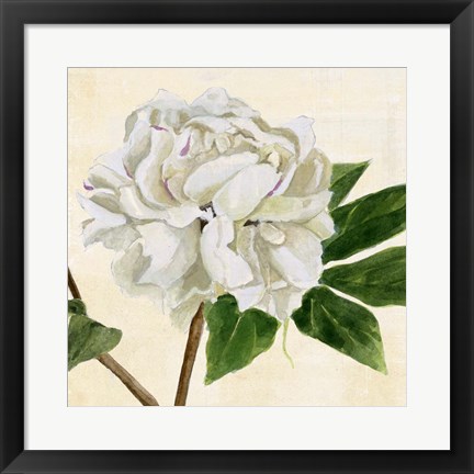 Framed Peony in Bloom II Print