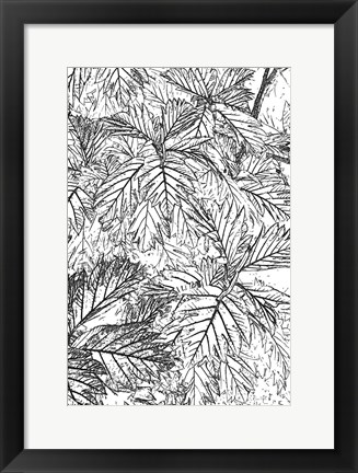 Framed Botanical BW I Print