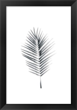 Framed Palm II Print