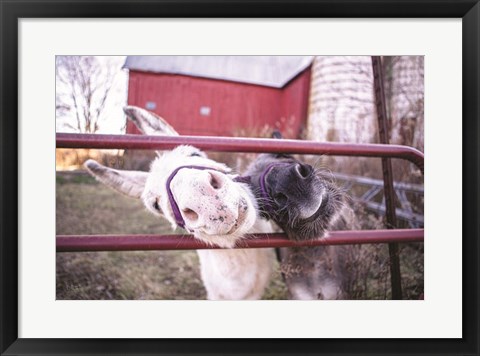 Framed Hey Donkeys II Print