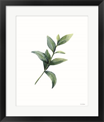 Framed Eucalyptus III Print