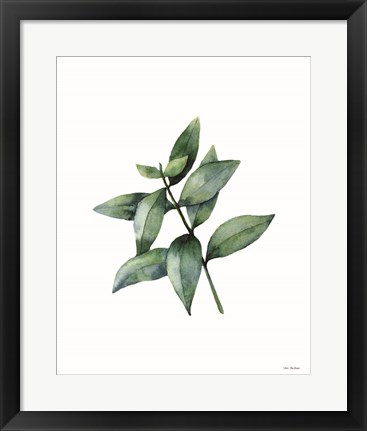 Framed Eucalyptus IV Print