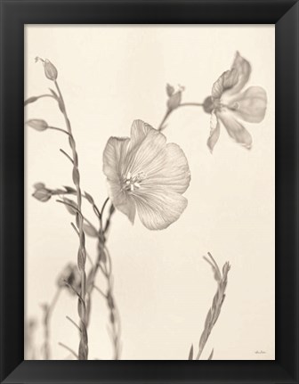 Framed Faded Flower II Print