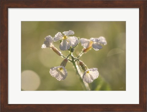 Framed Morning Dew Print