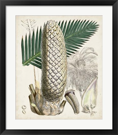 Framed Sago Palms II Print