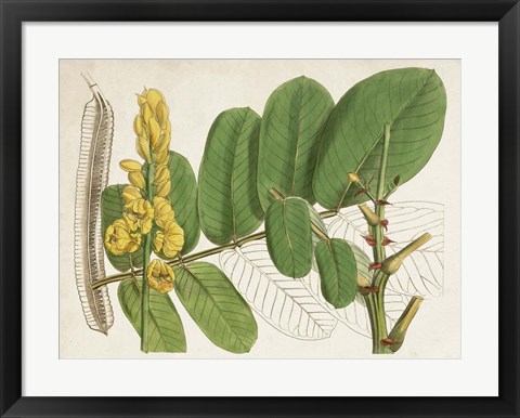 Framed Tropical Foliage &amp; Fruit II Print