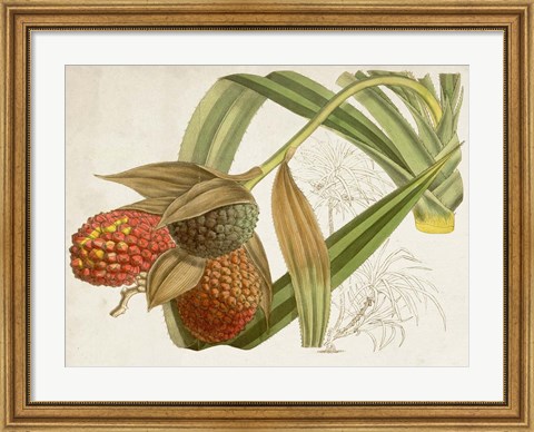 Framed Tropical Foliage &amp; Fruit III Print