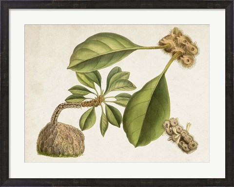 Framed Tropical Foliage &amp; Fruit V Print