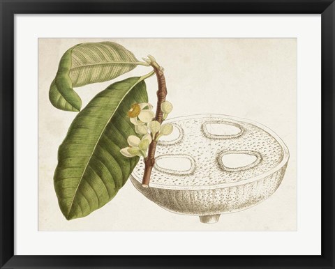 Framed Tropical Foliage &amp; Fruit VII Print