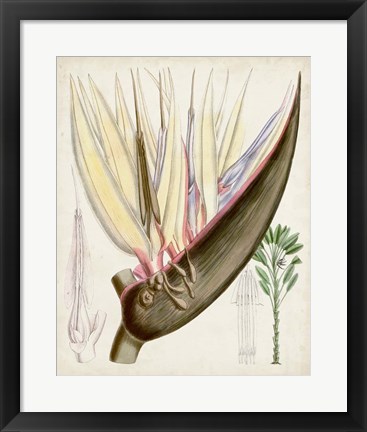 Framed Delicate Tropicals II Print