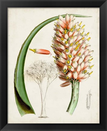 Framed Delicate Tropicals III Print