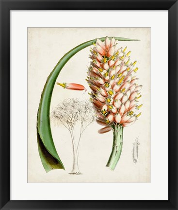 Framed Delicate Tropicals III Print