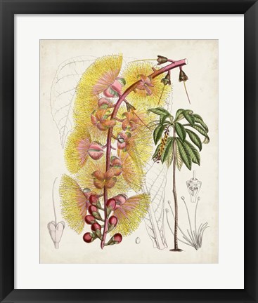 Framed Delicate Tropicals VII Print