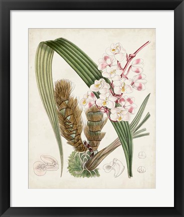 Framed Delicate Tropicals VIII Print