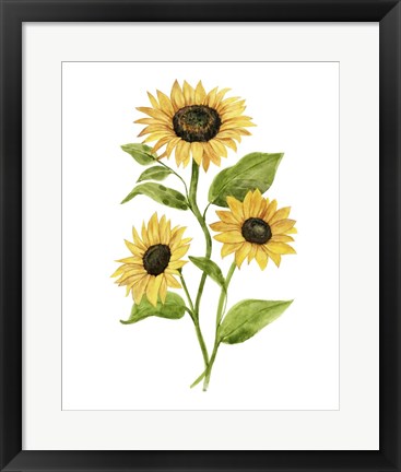 Framed Sunflower Trio II Print