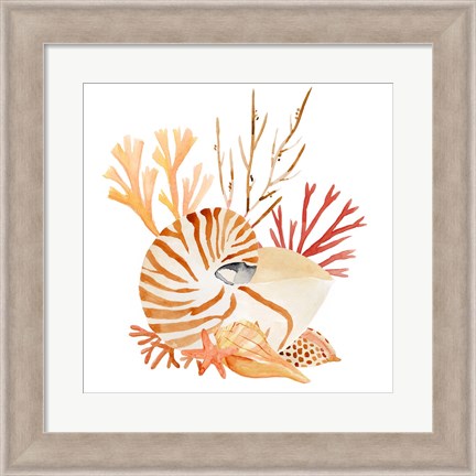 Framed Nautilus Grouping II Print