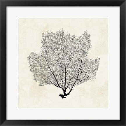 Framed Sea Fan Sketch I Print