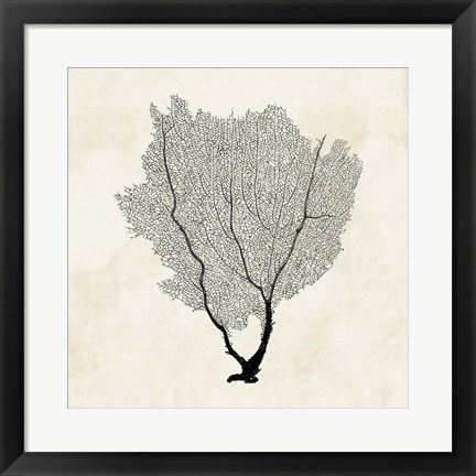 Framed Sea Fan Sketch II Print