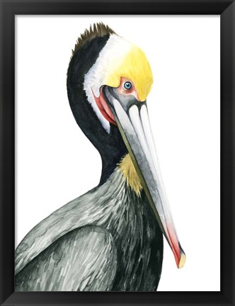 Framed Watercolor Pelican I Print