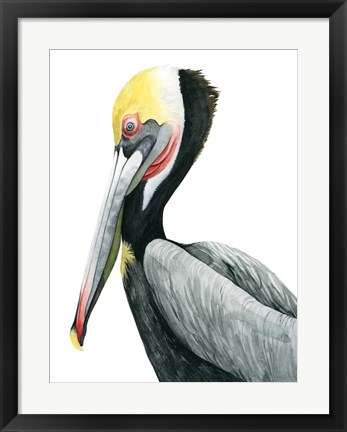 Framed Watercolor Pelican II Print