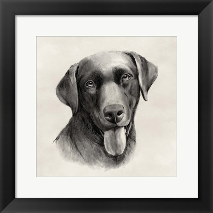 Framed Charcoal Labrador I Print