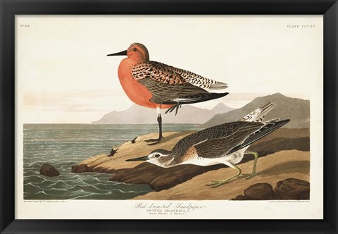 Framed Pl. 315 Red-breasted Sandpiper Print